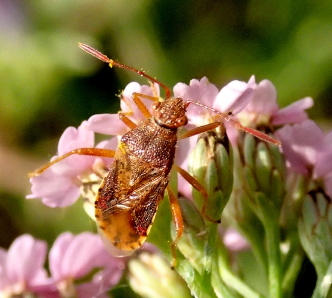 Rhopalidae: Rhopalus maculatus del Veneto (TV)